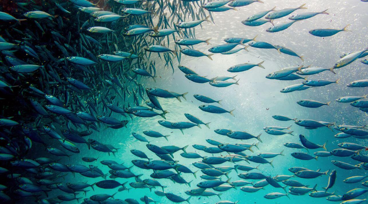 Fisheries Operations